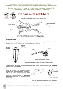 Clé ossements Amphibiens