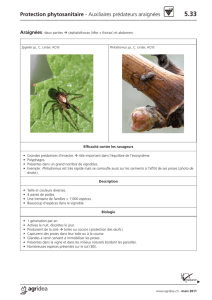 Protection phytosanitaire - Auxiliaires prédateurs araignées
