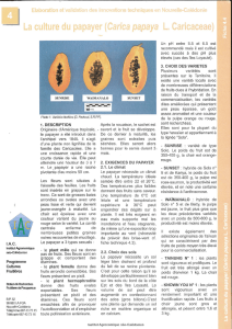 La culture du papayer C - Institut Agronomique Néo