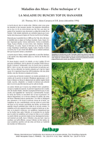Banana bunchy top disease - Bioversity International