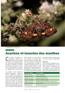 Acariens et insectes des menthes / Insectes n° 174