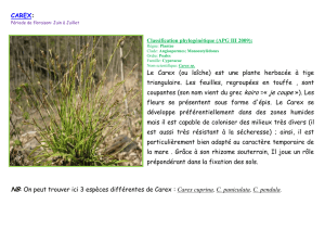 CAREX: Le Carex (ou laîche) est une plante herbacée à tige