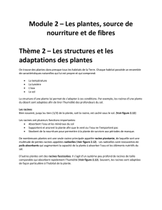 Module 2 – Les plantes, source de nourriture et de fibres Thème 2