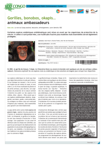 Gorilles, bonobos, okapis… animaux ambassadeurs