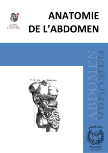 anatomie de l`abdomen - Laboratoire d`Anatomie