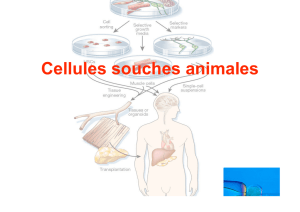 Cellules souches animales