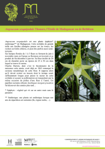 Angraecum sesquipedale Thouars, l`Etoile de Madagascar ou de