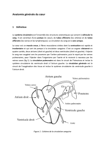 Anatomie générale du cœur