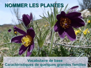 Vocabulaireetfamillesbotaniquescompressed