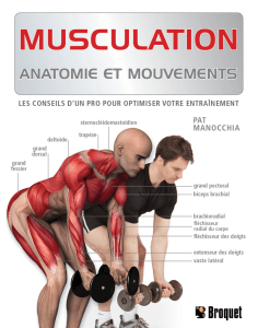 Musculation anatomie et mouvements