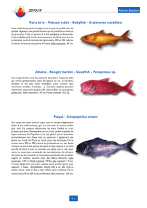Paru io`io - Poisson rubis - Rubyfish