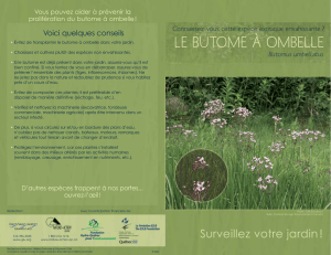 Le butome à ombelle - Nature