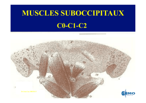 muscles suboccipitaux
