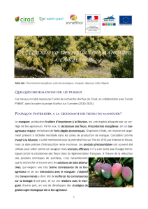 La cecidomyie des fleurs du manguier à la reunion - COSAQ