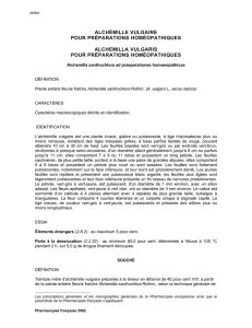 Alchemilla vulgaris PPH / Alchémille vulgaire PPH