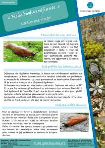 CPIE MO - Fiche biodiversifiante n°15_La limace rouge