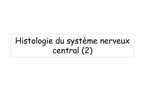 Histologie du système nerveux central