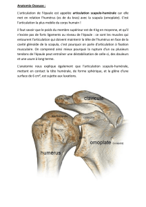 Anatomie Osseuse : L`articulation de l`épaule est appelée