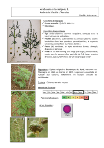 Ambrosia artemisiifolia L. - Jardin Botanique de Nancy