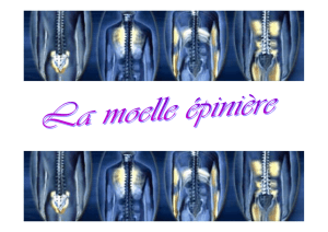 moelle &eacute;pini&egrave;re
