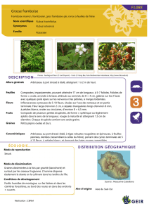Rubus_fraxinifolius - Espèces Invasives Réunion