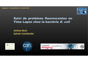 Suivi de protéines fluorescentes en Time Lapse chez la bactérie E. coli