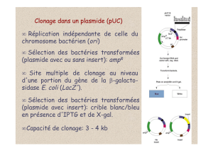 Clonage dans un plasmide (pUC) • Site multiple de clonage au