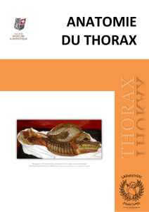 anatomie du thorax - Laboratoire d`Anatomie