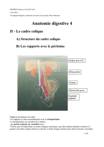 Anatomie digestive 4