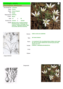 L`herbier des alentours de Pujols