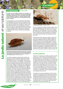 Les Hémérobes / Insectes n° 166
