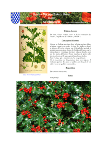 Houx – Ilex aquifolium Linné Hulst