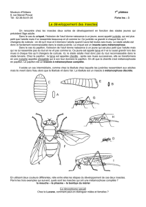 Le développement des insectes - Académie d`Orléans