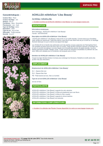 ACHILLEA millefolium `Lilac Beauty`