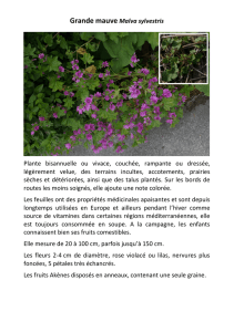 Grande mauve Malva sylvestris Plante bisannuelle ou vivace
