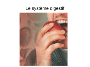 Le système digestif
