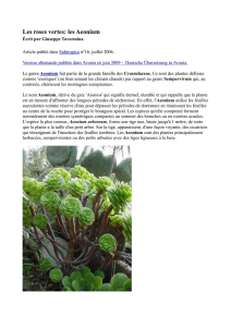 Les roses vertes: les Aeonium