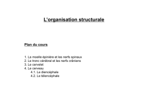 L`organisation structurale