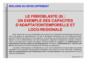 LE FIBROBLASTE (II) : UN EXEMPLE DES CAPACITES D