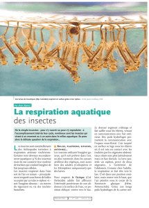 La respiration aquatique... / Insectes n° 146
