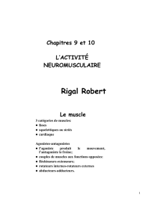 L`activité neuromusculaire