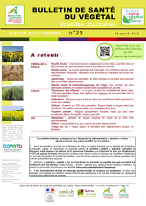 bulletin de santé du végétal - Chambre régionale d`agriculture Midi