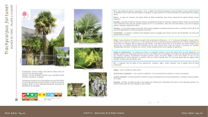 Trachycarpus fortunei - Palmier de Chine - Arbres