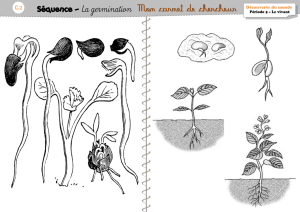 Séquence – La germination Mon carnet de chercheur
