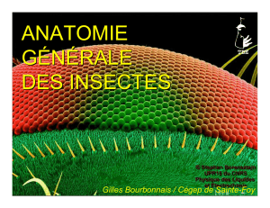 anatomie générale des insectes - Cégep de Sainte-Foy
