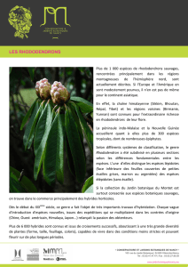 les rhododendrons - Jardin Botanique de Nancy