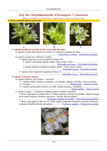 Clef des Caryophyllacées d`Auvergne / Limousin