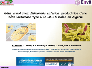 Gène ArmA chez Salmonella enterica productrice d`une béta