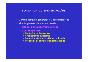 • Caractéristiques générales du spermatozoïde • Morphogenèse du