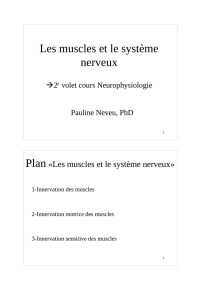les muscles et le SN